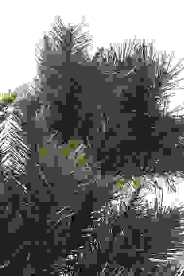 Ель искусственная &quot;Alexander Pine&quot;, напольная, высота 122 см